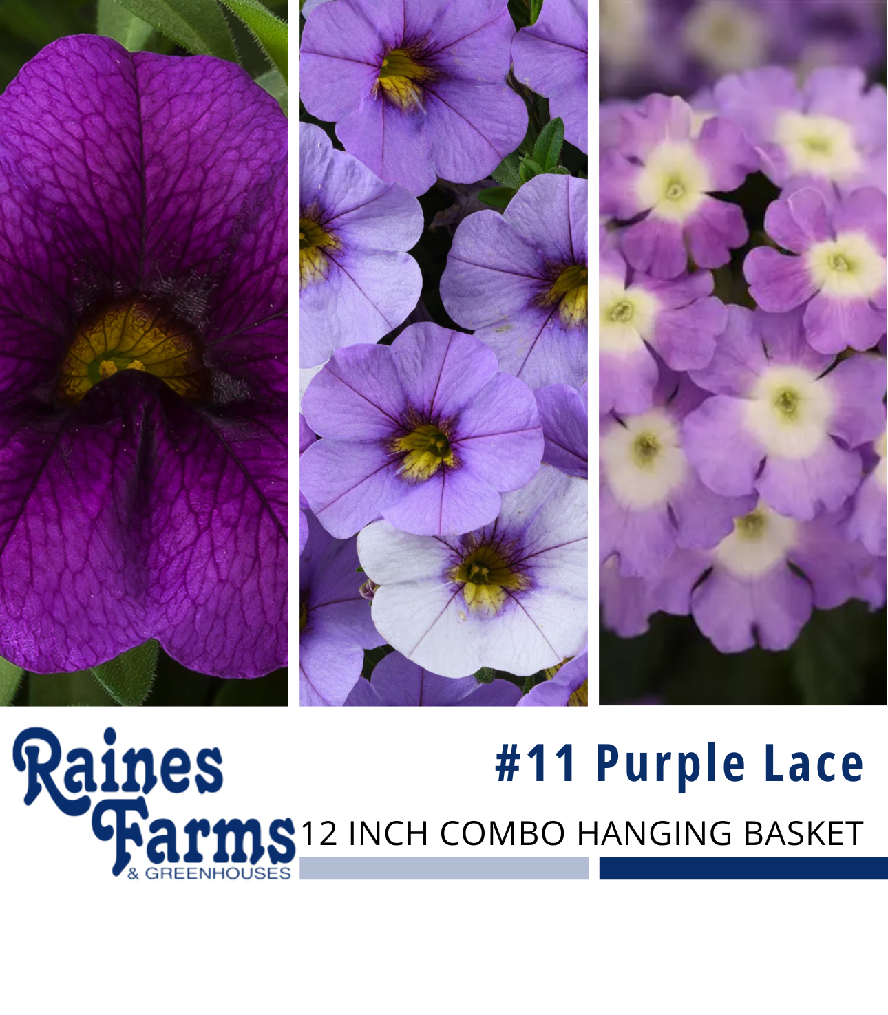 #11: Purple Lace 12 Inch Combo Hanging Basket